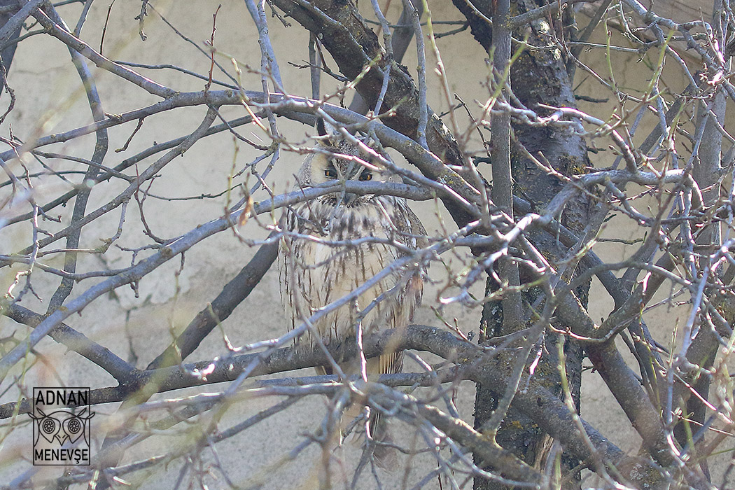Long-eared Owl